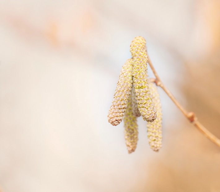 Medienmitteilung: Jetzt blüht die Hasel – neben Viren nun auch Pollen in der Luft