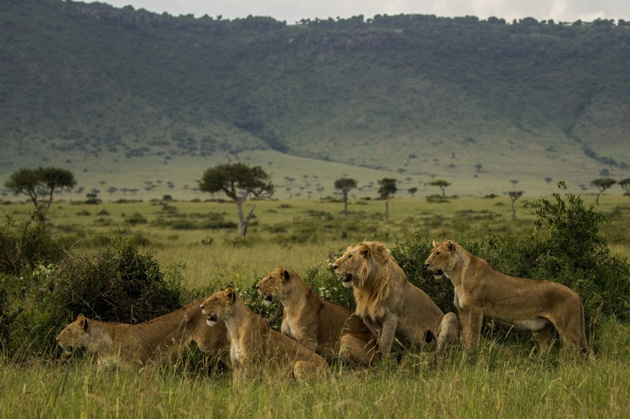Überleben in der Masai Mara: National Geographic WILD präsentiert neue Doku-Serie &quot;Clans der Raubtiere&quot; ab 27. August