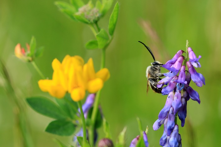 toom im Engagement für Biodiversität durch neue DINA-Studie bestärkt / Neue DINA-Studie zeigt: aktuell keine Erholung der Insekten-Biomassen feststellbar