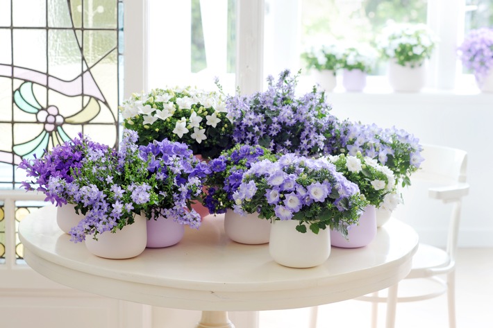 Glockenblume ist Zimmerpflanze des Monats März / La dolce vita: Frühlingsgefühle mit der italienischen Campanula (BILD)