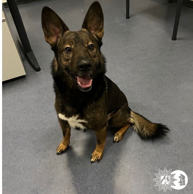 POL-DU: Hamborn: Hund Benji "stellt sich" - Besitzerin erleichtert