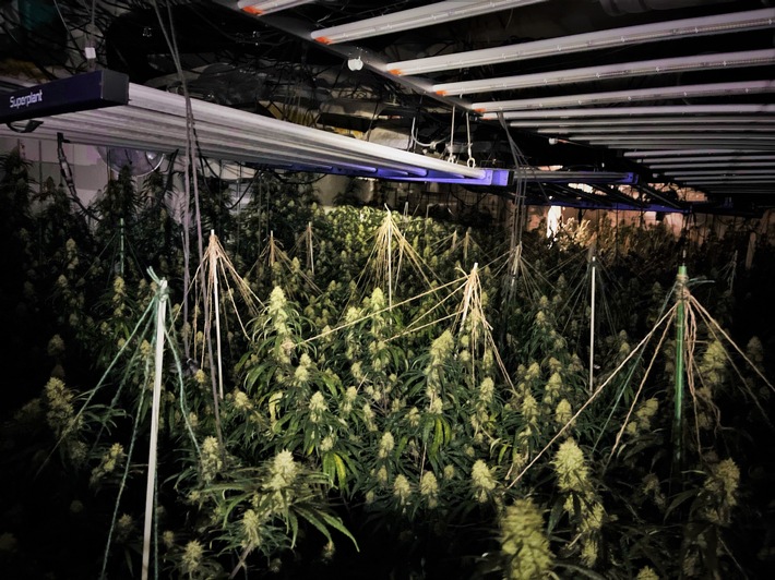 POL-BOR: Südlohn - Polizei stellt Cannabispflanzen und Aufzuchtanlage sicher