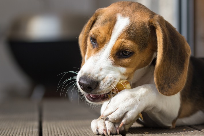 Tag der Zahngesundheit - Hart, härter, Zahnbruch: Beliebte Hunde-Snacks alarmieren Tiermediziner