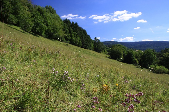 DBU Naturerbe: Managementplan für Oschenberg steht