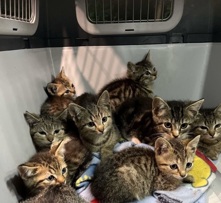 POL-BO: Katzenbabys am Waldrand ausgesetzt - Spaziergängerin informiert die Polizei