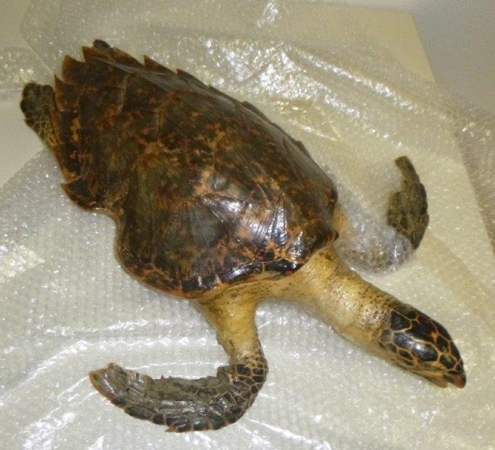 HZA-SI: Zoll beschlagnahmt geschützte Schildkröte Verfahren wegen Verstoßes gegen die Artenschutzbestimmungen eingeleitet