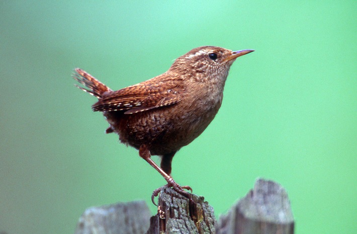 NABU kürt Zaunkönig zum "Vogel des Jahres 2004"