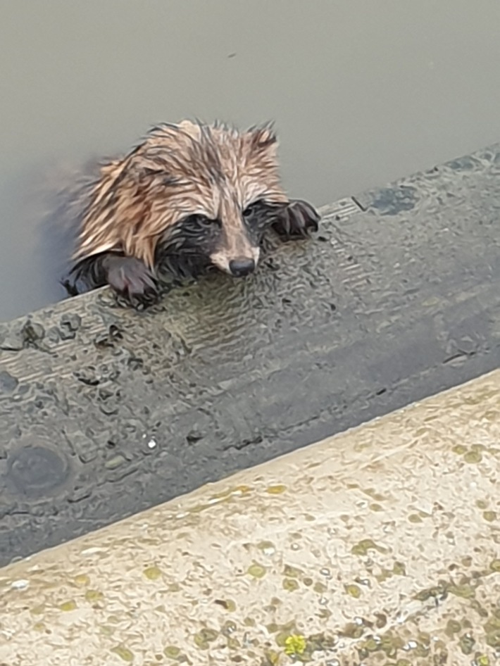 POL-SE: Wedel - Polizei und Feuerwehr retten erschöpften Waschbär aus der Elbe