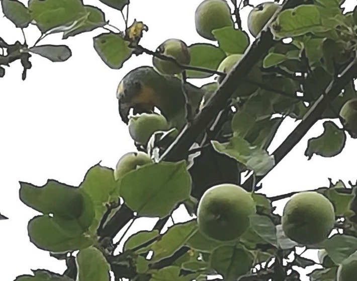 POL-NI: Nienburg/Weser- Ara im Apfelbaum