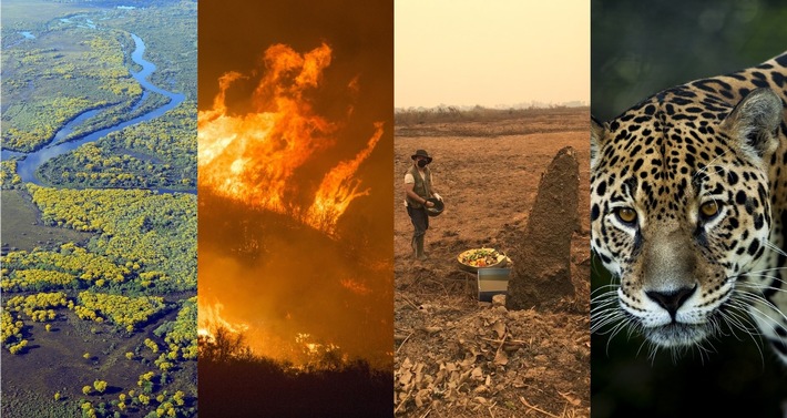 Welterbe in Flammen: Protest gegen Brandstiftung im brasilianischen Pantanal