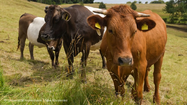 Tiergesundheit: Mikroplastik stört Darmmikrobiom und Fermentation bei Nutztieren