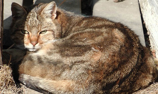 Pressemitteilung: Bündnis "Pro Katze" appelliert an Katzenhalter und die Politik