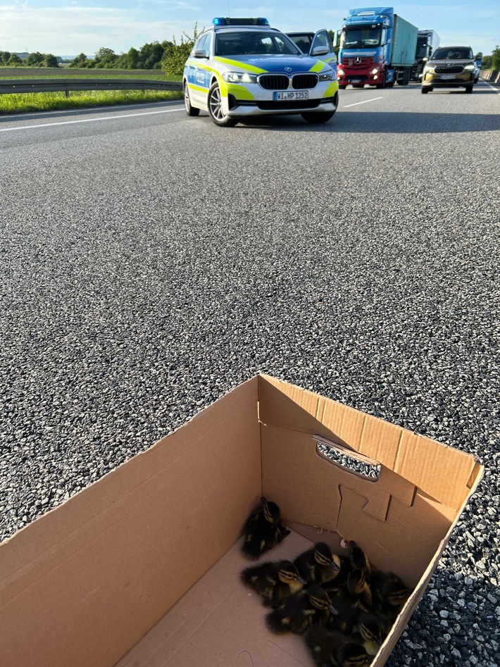 POL-DA: Büttelborn: Autobahnpolizisten müssen erneut verwaiste Küken retten/Mama von zehn Entchen überfahren