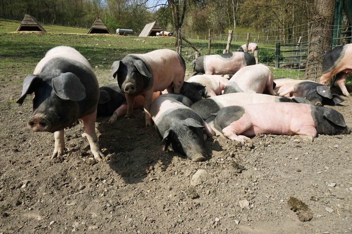 Tierwohl-Pioniere bei "planet e." im ZDF