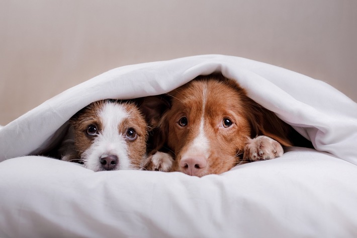 Trotz Ballerei und Blitzen: So kommen Heimtiere gut ins neue Jahr