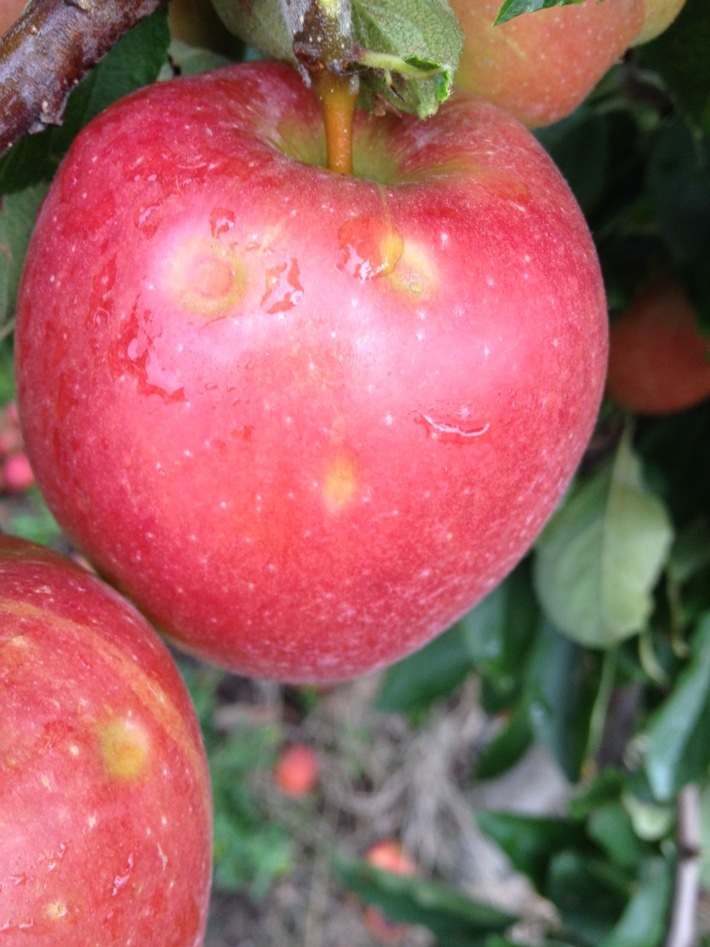 Hagelschaden / PENNY unterstützt Obstbauern vom Bodensee und vom Alten Land / Bundesweite Vermarktungsaktion von Äpfeln