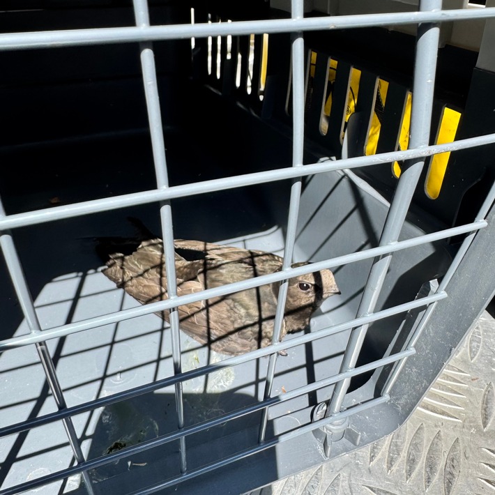 FW Dinslaken: Tierrettung in luftiger Höhe