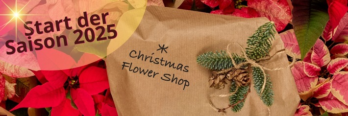 Start der Saison für den Star der Saison: Sechs interessante Fakten rund um den Weihnachtsstern