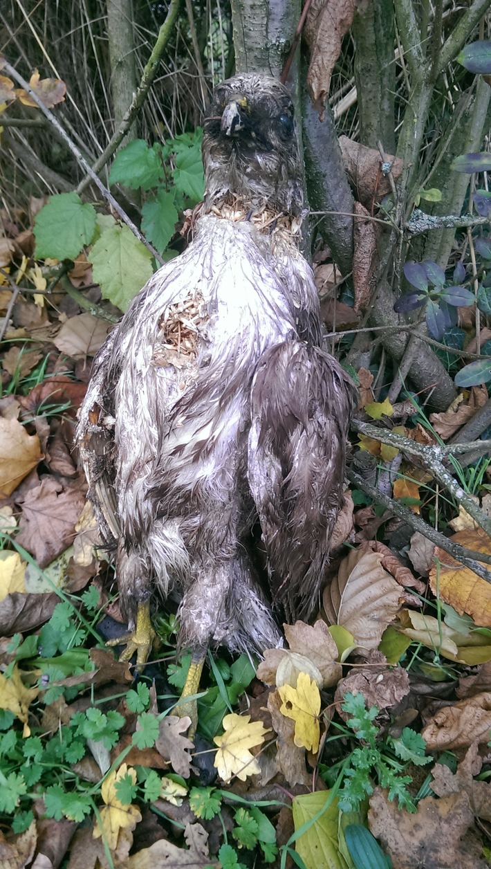 POL-PDWO: Makabrer Scherz in Zeiten der Vogelgrippe