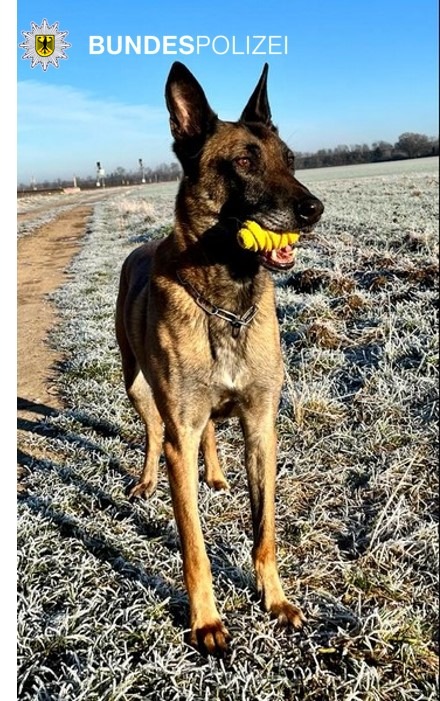 BPOL NRW: Sprengstoffspürhund "Speed": Pelziger Bundespolizist am Wochenende im doppeltem Einsatz