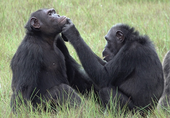Herkunft menschlichen Vertrauens: Neues Projekt an der Uni Osnabrück