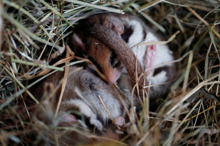 ++ Meisterleistung Winterschlaf: Noch immer viele Rätsel um den Winterschlaf der Gartenschläfer ++