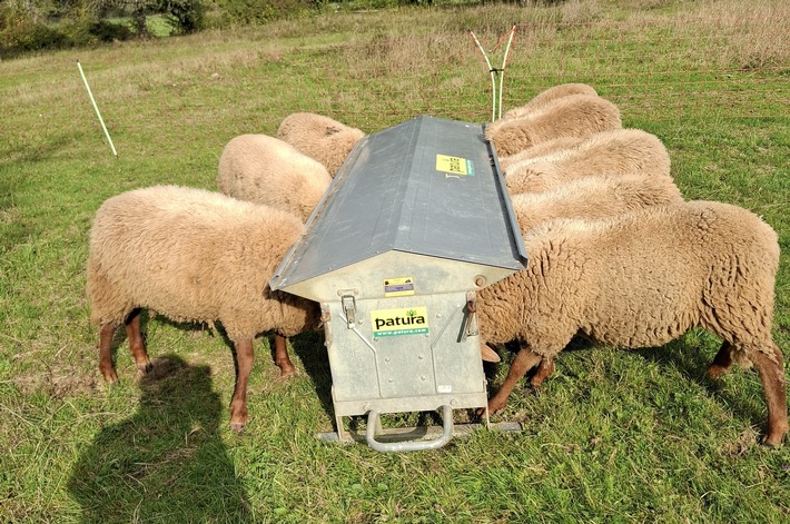 POL-PILEK: Schafe von Weide gestohlen
