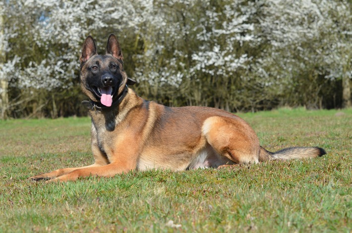 POL-FL: Polizeidirektion Flensburg - Diensthund Jack meldet sich zur Stelle! Ehemaliger Fundhund nun offiziell im Dienst