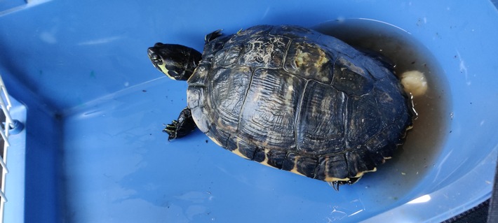POL-NI: Rinteln - Schildkröte gefunden
