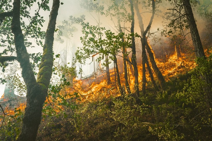 Waldbrandgefahr und verantwortungsvolle Waldwirtschaft