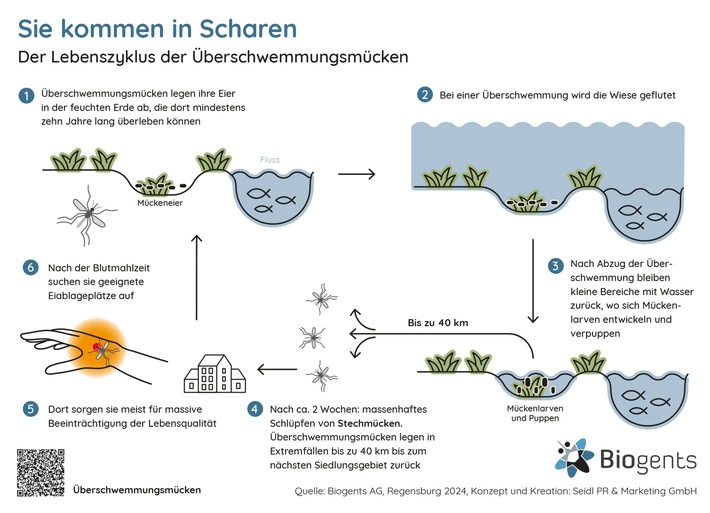 04_Biogents_Ueberschwemmungsmuecke_Lebenszyklus_rgb.jpg