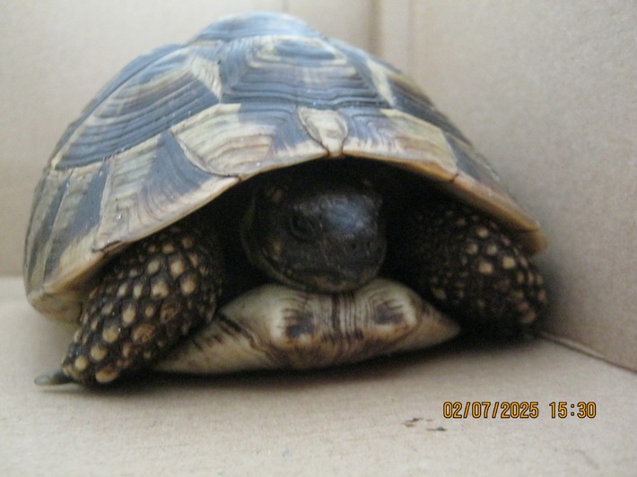 POL-FL: Risum-Lindholm/B5 - "Schildi" auf der B5 unterwegs, wer vermisst seine griechische Landschildkröte?