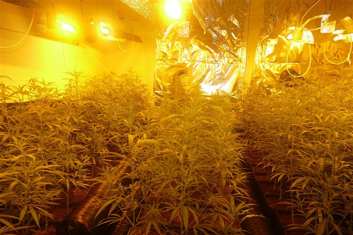 POL-GE: Große Cannabis-Plantage in der Neustadt gefunden