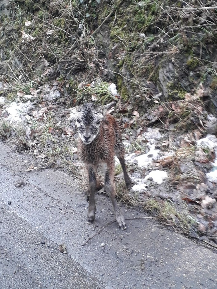 POL-PDMY: Rettung eines Muffelwild-Lammes