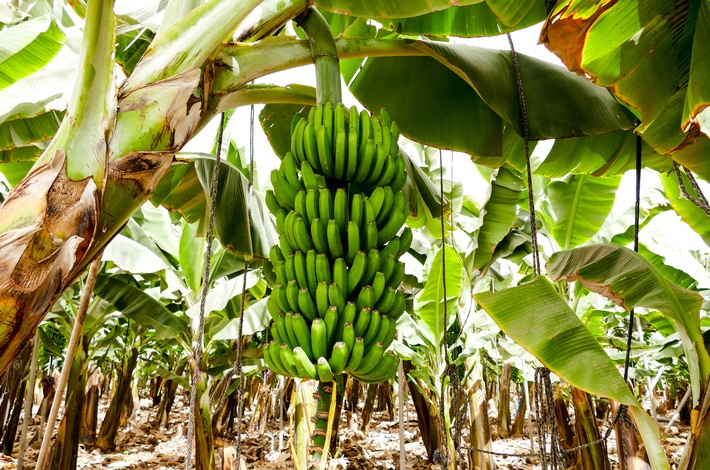 Lidl in Deutschland feiert Fairbruary mit Pionierarbeit für faire Bananen / Frische-Discounter stellt neuen Projektbericht zu existenzsichernden Löhnen in der Bananenlieferkette vor
