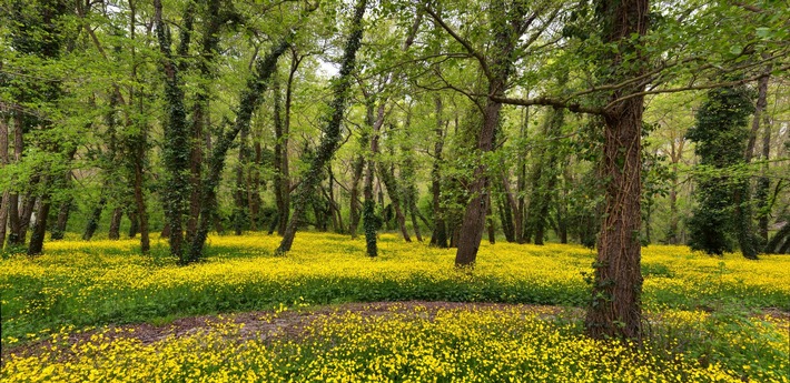 Wellness mit Bienenpower: Albena setzt auf Behandlungen mit lokalem Wachs