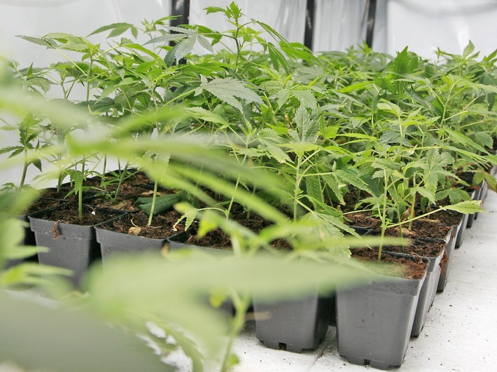 HZA-DU: Zollkontrolle: Mit über 630 Cannabispflanzen auf dem Weg zur Arbeit?