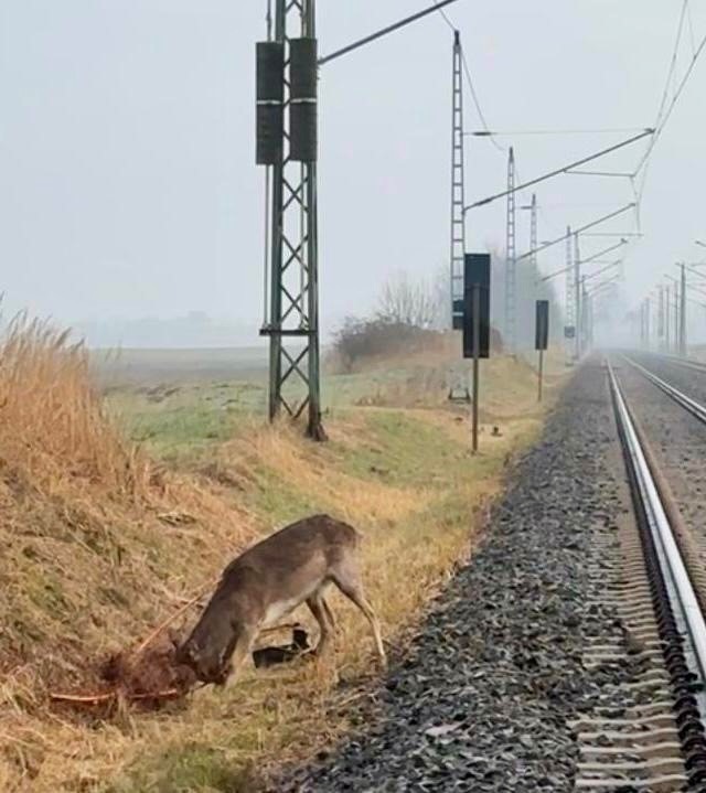 BPOL-HST: Junger Hirsch bei Altefähr gerettet