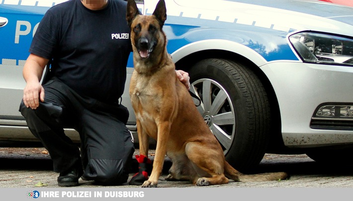 POL-DU: Hochfeld: Polizeihund Lasco spürt flüchtigen Autofahrer auf