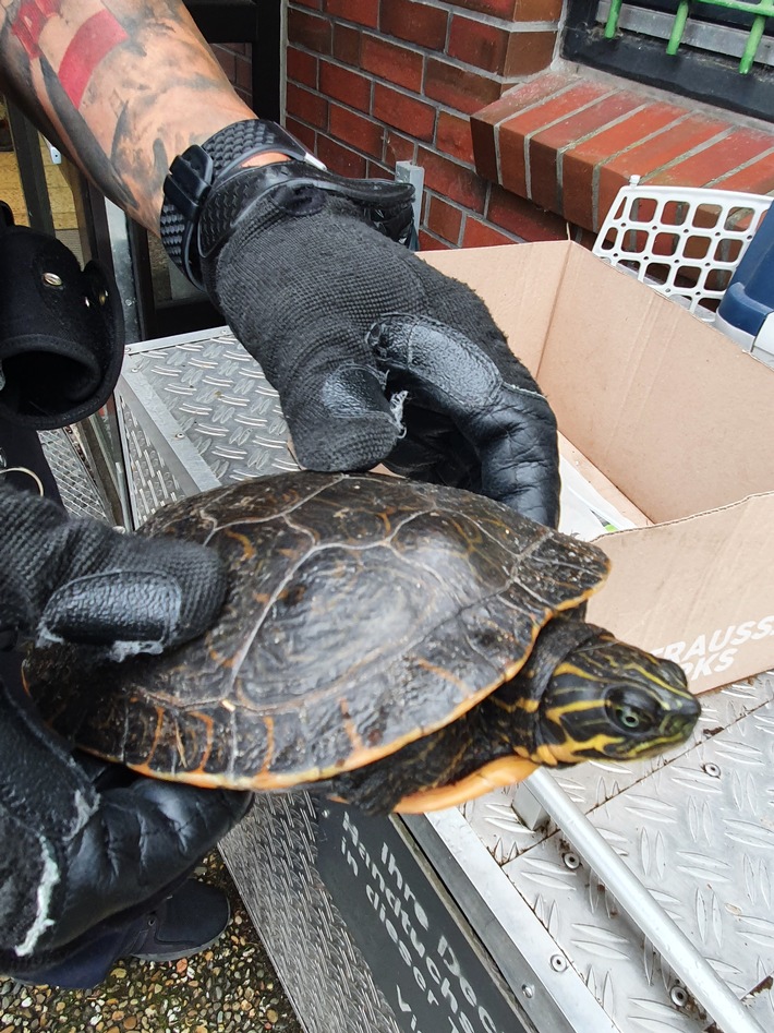 POL-WHV: Herrenlose Schildkröte aufgefunden