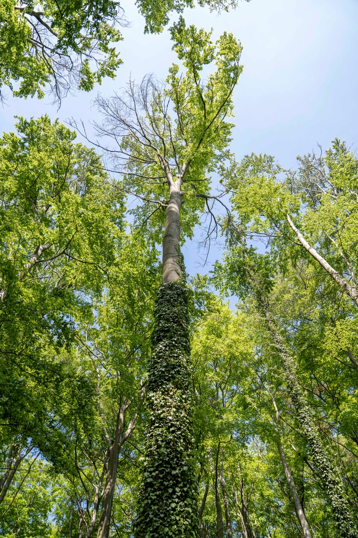 Buchenwald am Marienberg durch Klimawandel stark geschädigt / lavera unterstützt privaten Waldbesitzer beim Waldumbau und pflanzt 11.000 Laubbäume