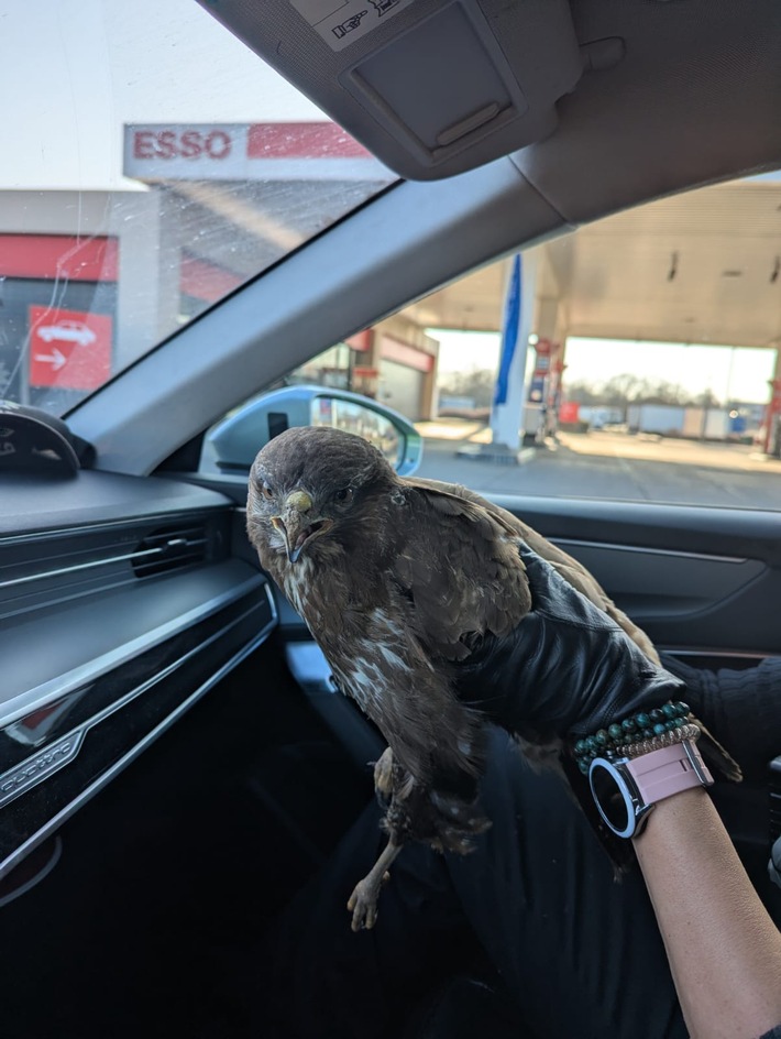 API-TH: Was macht der Vogel da auf dem Standstreifen?