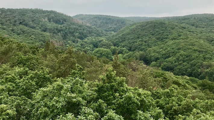Waldstrategie NRW: Priorität für Waldbewirtschaftung und Holznutzung bei Umsetzung entscheidend