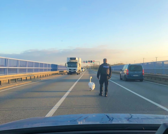POL-HST: Schwan sorgt auf der Rügenbrücke für Verkehrsbehinderungen