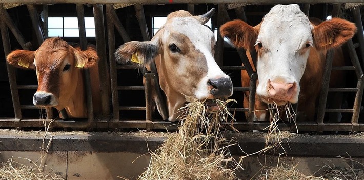 Neue Studie zu Label-Fleischmarkt: Nutztiere und Tierhalter leiden unter Marktmacht der Grossverteiler