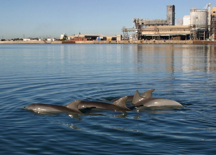 Giftige Algenblüte bedroht Delfin-Schutzgebiet in Australien