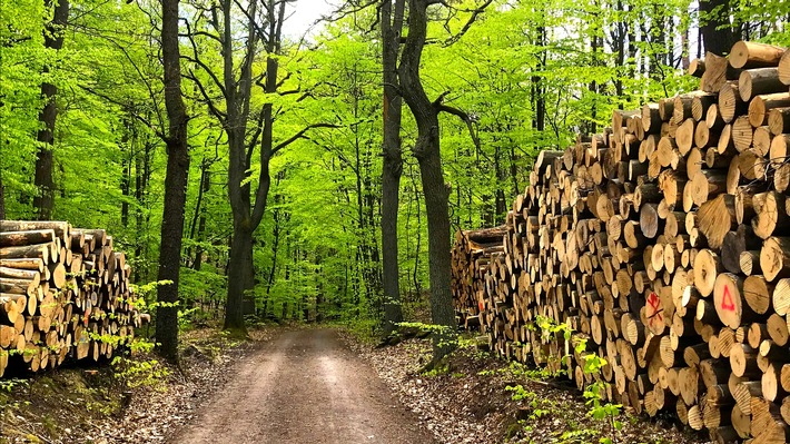 Keine Flächenstilllegungen oder Nutzungseinschränkungen im Wald – Holzbau leistet einen wesentlichen Beitrag zum Klimaschutz