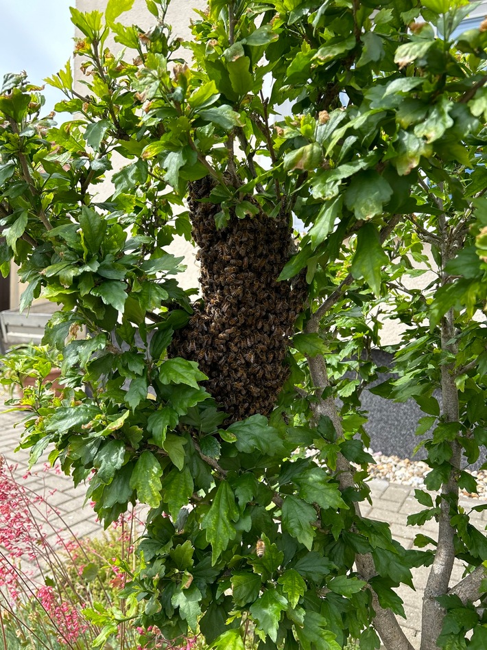 FW LK Leipzig: Bienenschwarm vor Wohnhaus