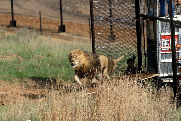 Perfekter Start für VIER PFOTEN Projekt in Südafrika: Gänserndorf-Löwen sicher und glücklich in LIONSROCK angekommen