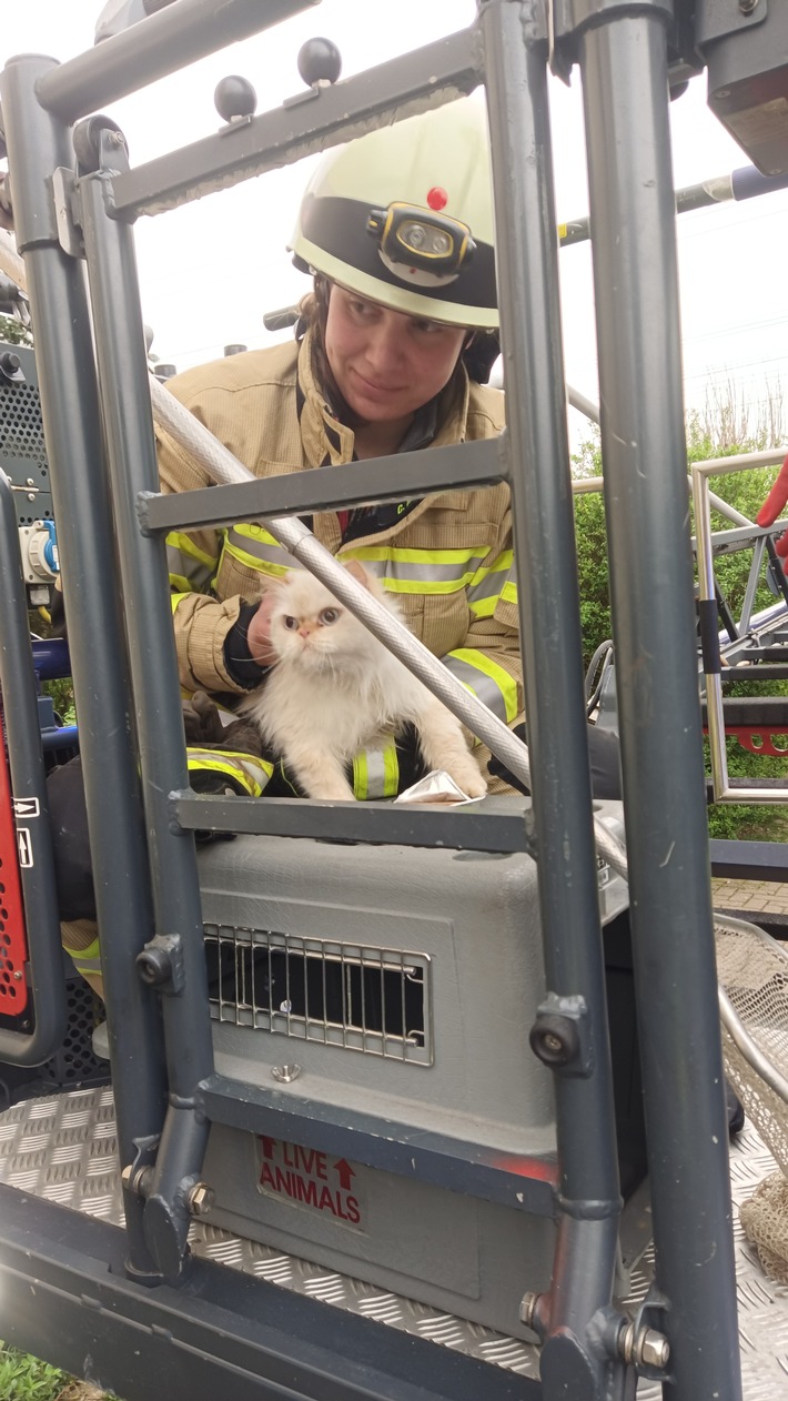 FW Lehrte: Tierische Rettungsaktion: Feuerwehr rettet Katze "Mischa"